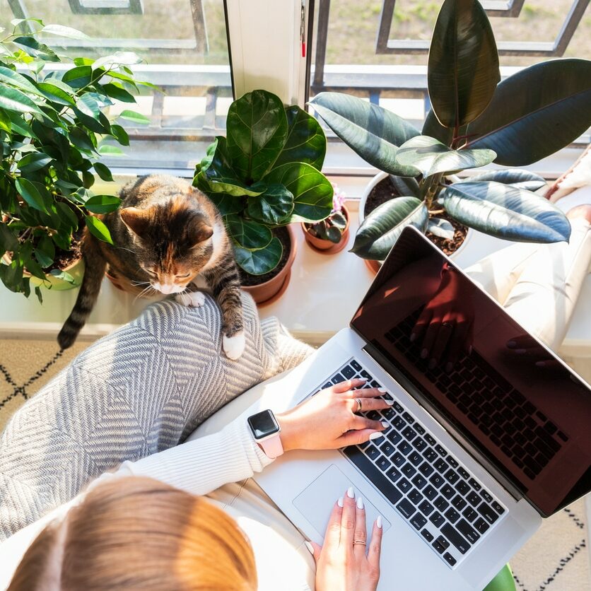 Woman freelancer sitting on armchair and putting your feet on windowsill with plants, remote works on laptop computer at sunny home office, cat nearby wants attention and to be stroked. Top view.